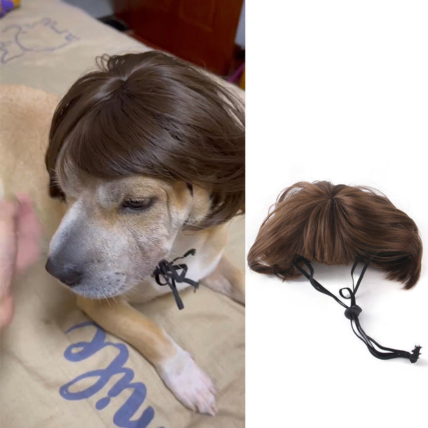 Accessoires pour cheveux d'animaux de compagnie pour perruques d'Halloween et de Noël