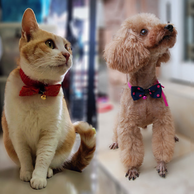 Accessoires pour animaux de compagnie, nœud pour animaux de compagnie